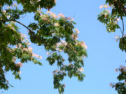 Giresun’da Asya kökenli Gülibrişim ağacı Giresun