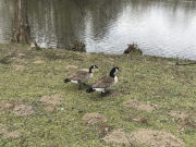 Şaka gibi.. 1 Nisan‘da hanımla alışverişe gittik… Ördeklerde kurallara uymuş gibiydiler...