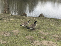 Şaka gibi.. 1 Nisan‘da hanımla alışverişe gittik… Ördeklerde kurallara uymuş gibiydiler...
