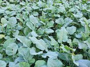 KARALAHANA – KARADENİZ BÖLGESİ’NİN VAZGEÇİLMEZ SEBZESİ