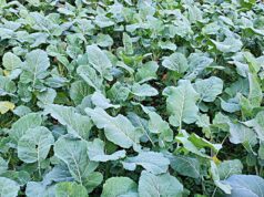 KARALAHANA – KARADENİZ BÖLGESİ’NİN VAZGEÇİLMEZ SEBZESİ